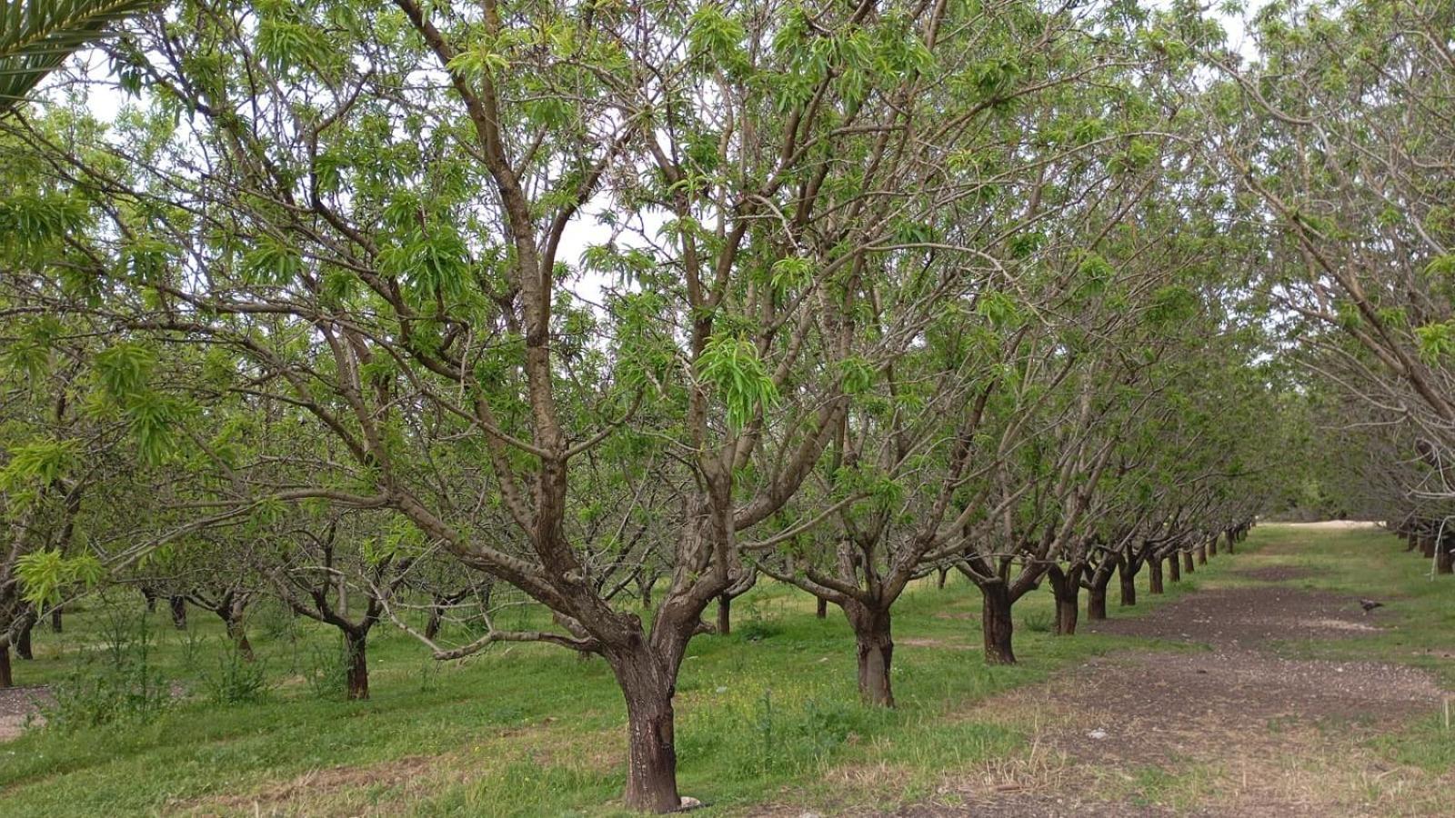 Casas Rurales Cortijo La Canada Estepa Kültér fotó